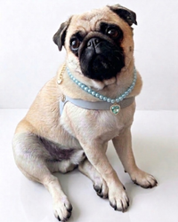 Junie Collar