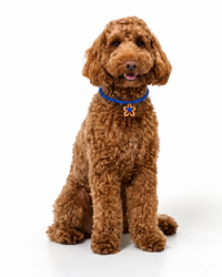 Nugget Collar