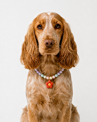 Daisy Collar