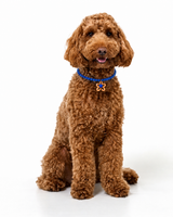 Nugget Collar