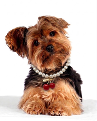 Rio Collar